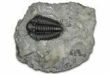 Calymene Niagarensis Trilobite Fossil - New York #357080-1